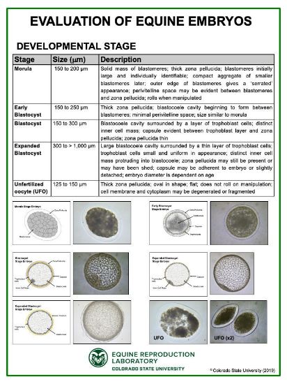 Picture of Embryo Evaluation (Developmental Stage) Poster
