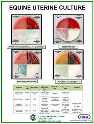Picture of Equine Uterine Culture Poster