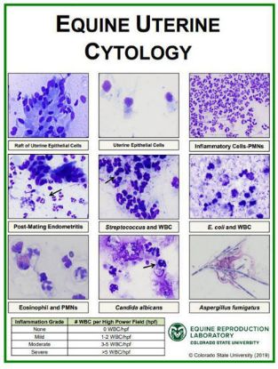 Picture of Equine Uterine Cytology Poster