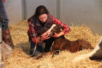 Picture of Foaling And Foal Care - Online Course