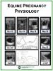 Picture of Equine Pregnancy Evaluation Poster