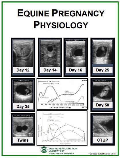 Picture of Equine Pregnancy Evaluation Poster