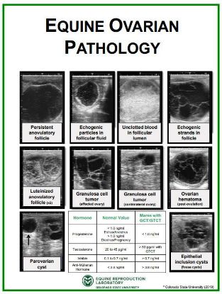 Picture of Equine Ovarian Pathology Poster