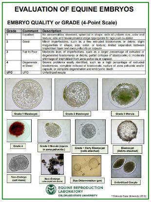 Picture of Embryo Evaluation (Quality Grade) Poster