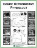 Picture of Equine Reproductive Physiology Poster
