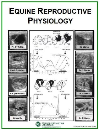 Picture of Equine Reproductive Physiology Poster