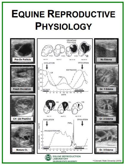 Picture of Equine Reproductive Physiology Poster