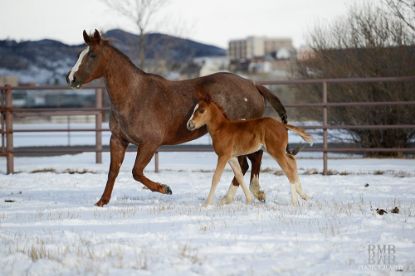 Picture of January 11 - 15, 2027 Equine Reproductive Management: Stallion, Mare, and Newborn Foal