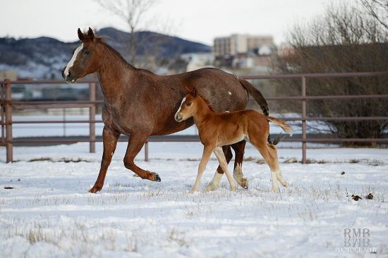 Picture of January 11 - 15, 2027 Equine Reproductive Management: Stallion, Mare, and Newborn Foal