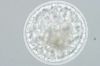 Picture of Sept. 16, 2026 Equine Embryo Transfer (DVM Only); Laboratory Session Only