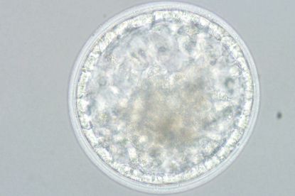Picture of Sept. 16, 2026 Equine Embryo Transfer (DVM Only); Laboratory Session Only