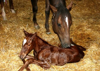 Picture of The Pregnant Mare: Diagnosis, Complications and Dystocia - Online Course
