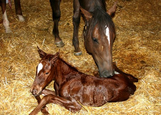 Picture of The Pregnant Mare: Diagnosis, Complications and Dystocia - Online Course