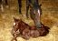 Picture of The Pregnant Mare: Diagnosis, Complications and Dystocia - Online Course